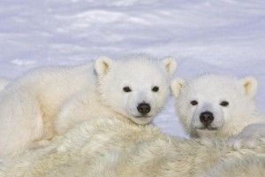 beautiful Baby Polar Bear Wallpaper 1920x1200