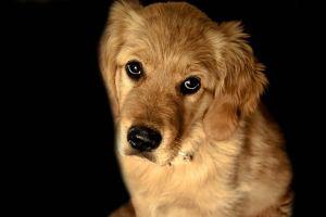 dog background 2560x1600 for pc