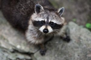 popular Raccoon Wallpaper 2560x1600 for tablet