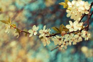 widescreen vintage flower wallpaper 1920x1080