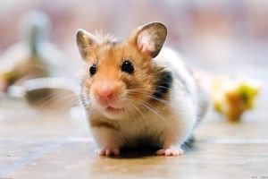 download free Cute Hamster Wallpaper 2397x1593