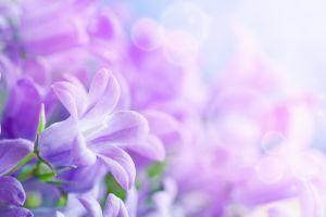 beautiful wallpapers 2560x1600 windows 10
