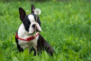 most popular Boston Terrier Wallpaper 2560x1600