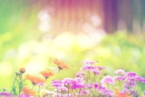 Springtime Images Wallpaper 2560x1600 laptop