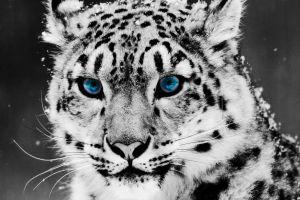 beautiful cool animal wallpapers 1920x1080 htc