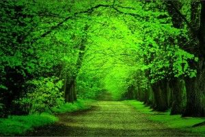 Green Forest Background 1920x1200 Phone