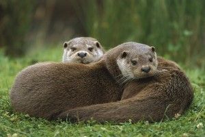 popular Otter Wallpaper 1920x1200 for mobile hd