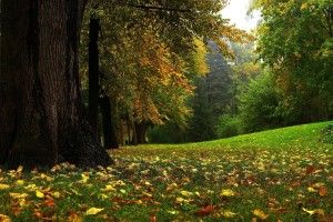 Beautiful Forest Wallpaper 2560x1600 for 4K