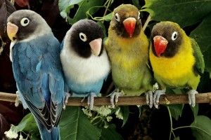 Lovebirds Wallpaper 1920x1200 1080p
