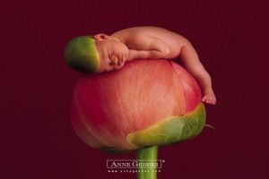 Anne Geddes Wallpaper 1920x1200 4K