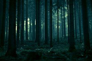 cool forest background 1920x1080