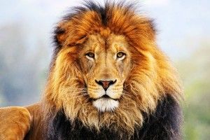 free Male Lion Faces Wallpaper 1920x1440