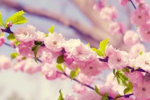 Flowers Images Desktop Backgrounds 2560x1600 for android 4.0