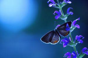 butterfly background 1920x1200 for 1080p