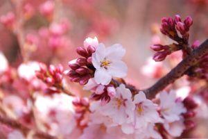 spring desktop backgrounds 1920x1200 for mobile hd