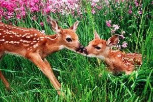 amazing Spring Animals Desktop Wallpaper 1920x1080 tablet