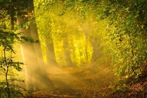 amazing Enchanted Forest Background 1920x1200 for hd 1080p