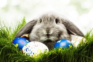 cool Easter Wallpaper for Computer 2560x1600 for hd