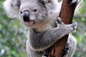 Koala Bear Wallpaper 2048x2048 windows 10