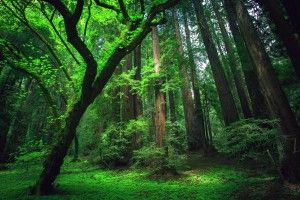 most popular Amazon RainForest Wallpaper 1920x1200 for android