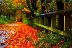 Nature wallpapers - Wallpaper Tag