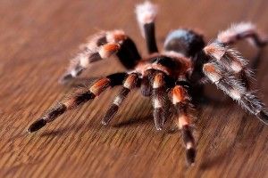 new Spider Wallpaper 1920x1080