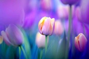 top Tulips Wallpaper 1920x1200 for hd