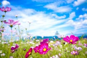 top Pictures of Flowers for Desktop Background 2560x1600 for phones