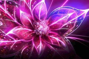 popular Cool Flower Wallpapers 2560x1440 for 1080p