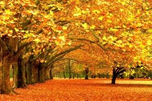 Fall Foliage Desktop Wallpaper 1920x1200 for Full HD