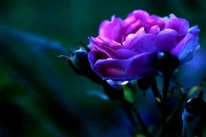 Violet Rose Wallpaper 2000x1500 for mac