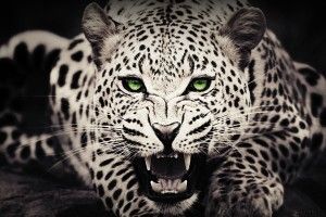 free download Leopard Background 1920x1080