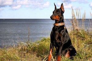 new Doberman Wallpaper 1920x1440 iPad