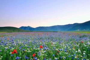 Field of Flowers Wallpaper 1920x1200 smartphone