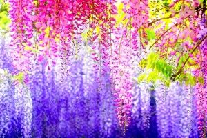 Pretty Desktop Wallpapers 1920x1080 retina