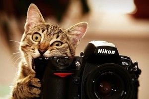 best Funny Cat Desktop Wallpaper 1920x1200