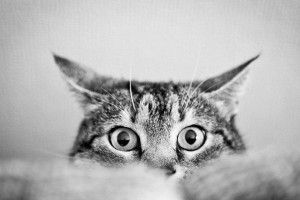 cool Black and White Cat Wallpaper 1920x1080