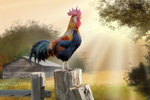 top Rooster Wallpaper 2058x1452 for tablet
