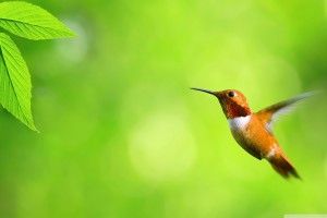 Hummingbird Wallpaper 2560x1600 images