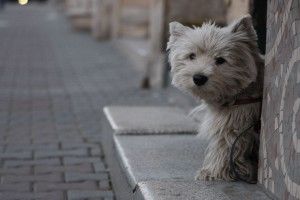 download free Westie Wallpaper 1920x1080 for phones