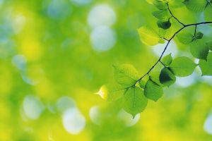 leaf background 2560x1600 xiaomi