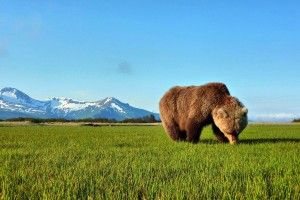 top Brown Bear Wallpaper 2560x1600 for android