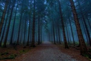 beautiful Woods Wallpapers 1920x1080 notebook