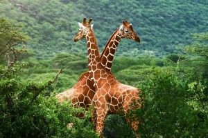best Giraffe Wallpaper 1920x1200