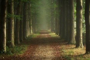 widescreen Background Forest 2048x1261 for xiaomi