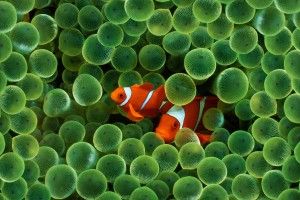 Clown Fish Wallpaper 2560x1600 windows 7