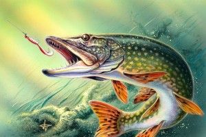 full size Bass Fishing Wallpaper Backgrounds 2560x1600 for macbook