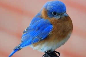 free download Blue Bird Wallpaper 2244x1924 samsung