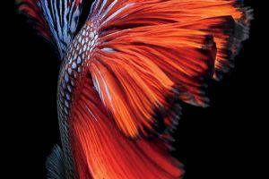 new ios 9 wallpaper 1080x1921 for iphone 5s