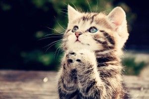 most popular Cool Animals Wallpapers 1920x1080 for tablet